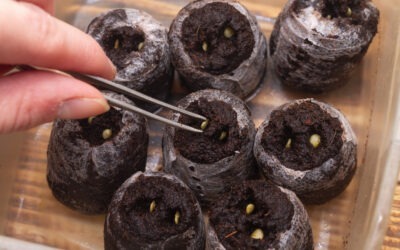 Gardening-Food from Seed