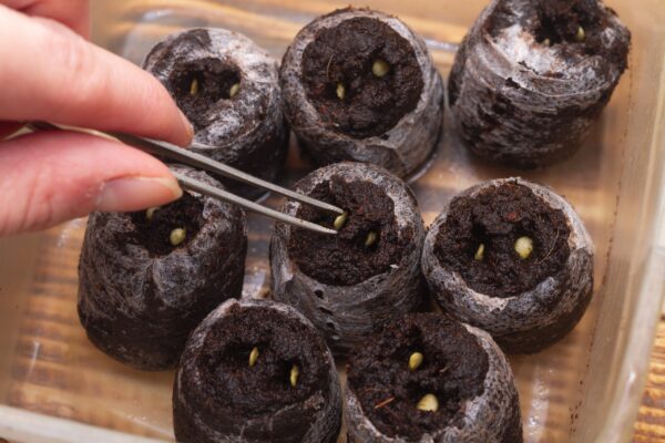 tomato and pepper seeds in peat pots